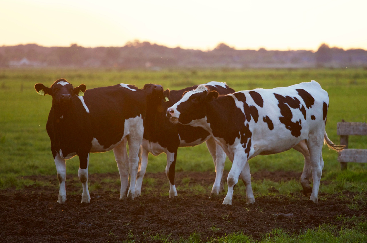 conagopare pichincha produccion